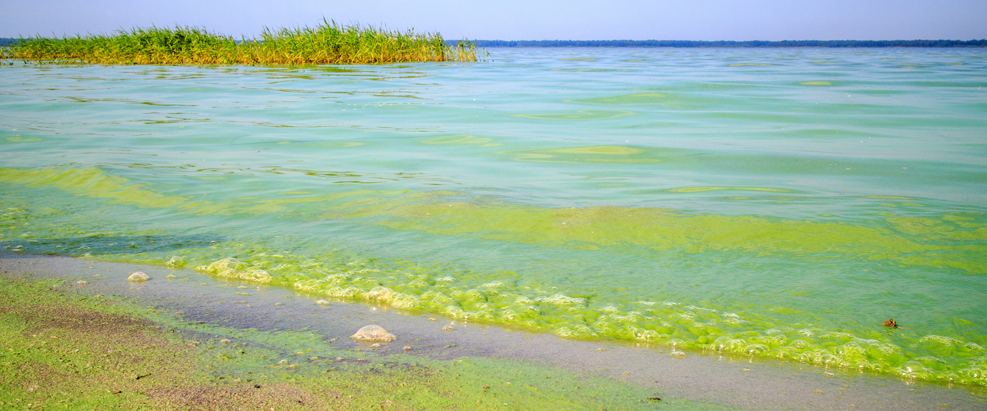 all-the-water-in-the-lake-is-green-iStock1162816178-1440x600