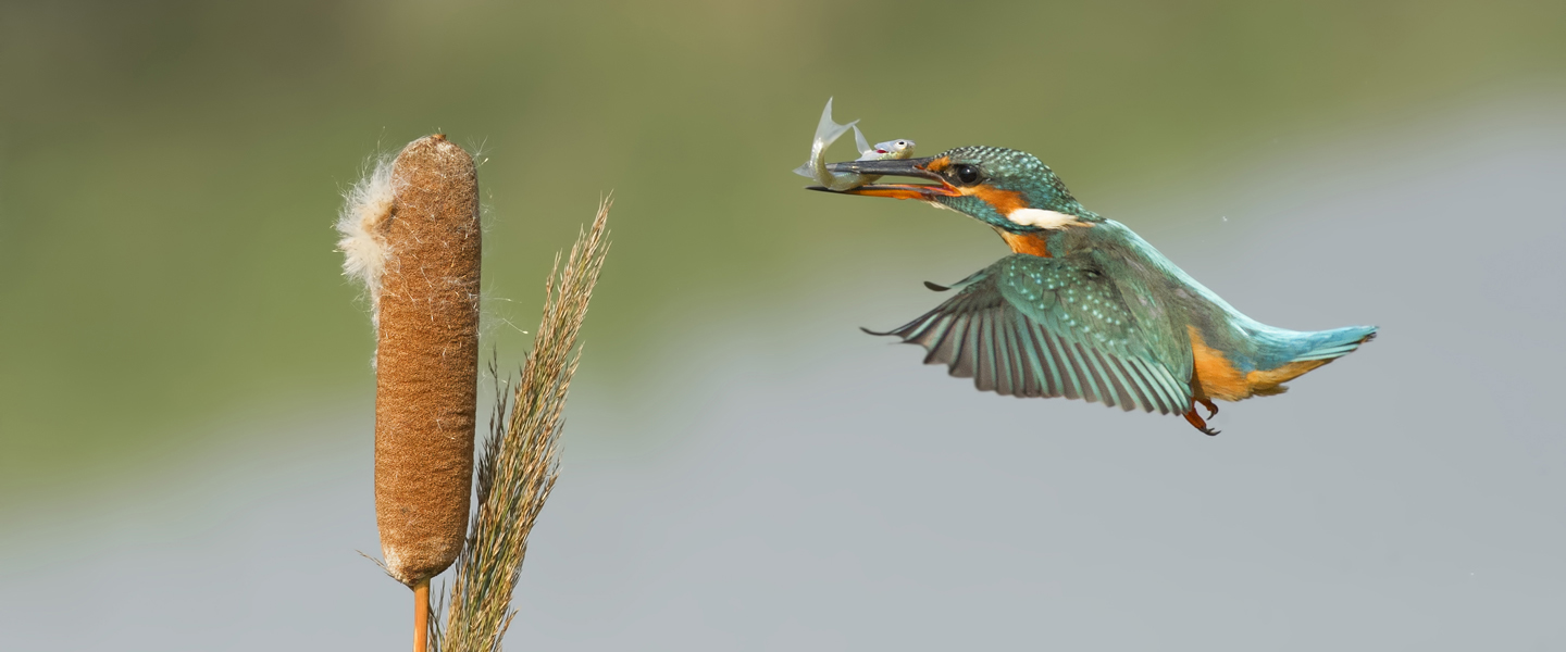 kingfisher-iStock861743298-1440x600